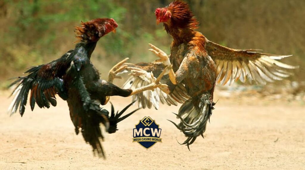 Hướng dẫn cách chơi đá gà MCW chi tiết